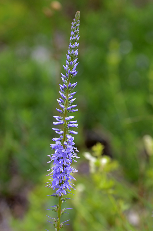 Veronica spicata
